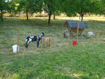 Camping Rožnov  Mini ZOO v areálu kempu