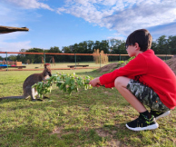 Zoopark Zelčín - kemp kontaktní zoopark I