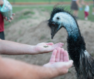 Zoopark Zelčín - kemp kontaktní zoopark II