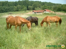 Ranch na kamenci 