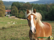 Farma Cihelna 