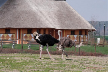 Safari Park Resort a Kemp**** 