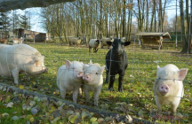 Penzion a kemp Račí údolí zookoutek