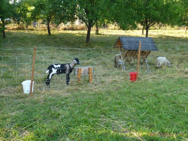 Camping Rožnov  Mini ZOO v areálu kempu