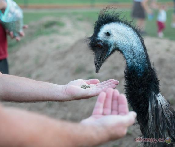 Zoopark Zelčín - kemp kontaktní zoopark II