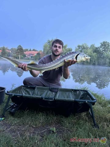 Kemp a Sportovní rybolov u Sumce různé druhy ryb